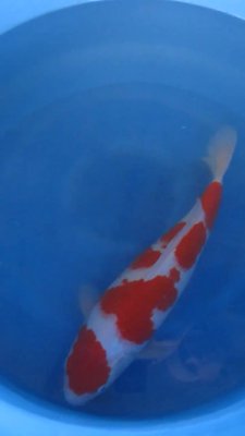 Kohaku - Senuma - Nisai - 47cm -04.jpg