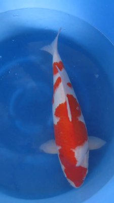 Kohaku - Senuma - Nisai - 51cm -02.jpg