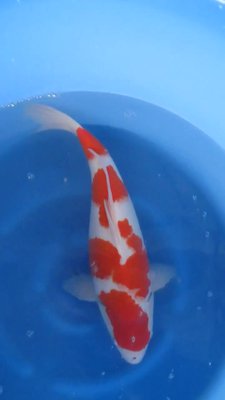 Kohaku - Senuma - Nisai - 48cm -01.jpg