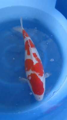 Kohaku - Senuma - Nisai - 48cm -03.jpg