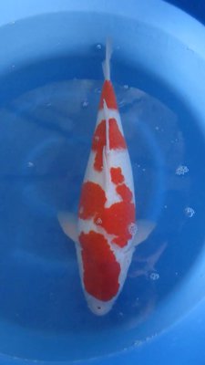 Kohaku - Senuma - Nisai - 48cm -04.jpg