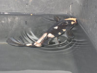 IMGP0530.JPG
