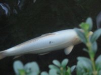 unsere kumunryo dame im september 2010.jpg