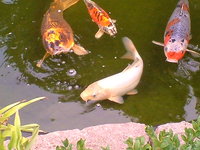unsere kumunryo dame im juli 2010.jpg