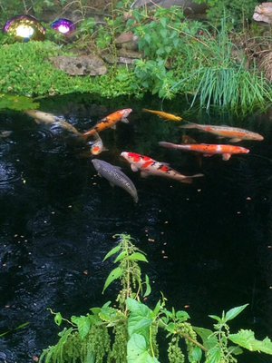 ImageUploadedByTapatalk1389027428.006466.jpg
