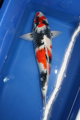 ISA_Showa_1.JPG
