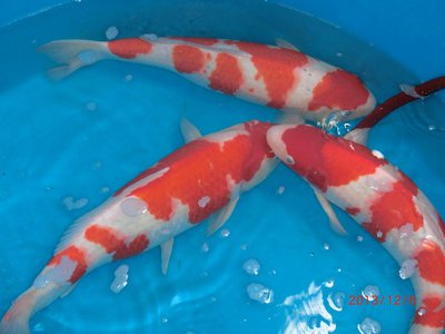 Senuma Import 1.jpg