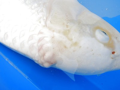 tn_koi 114.jpg