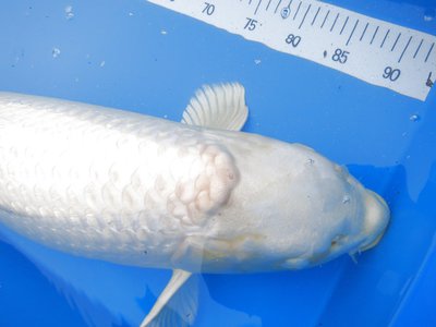 tn_koi 109.jpg