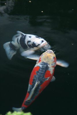 Garten_KOI_2013 166.JPG
