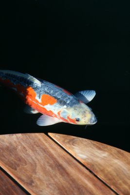 Garten_KOI_2013 424.JPG