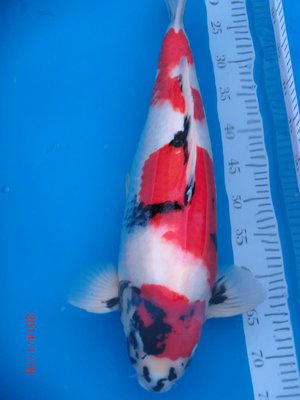 Showa - Conias - Nisai - 57cm - 18.01.2014 - 02.jpg