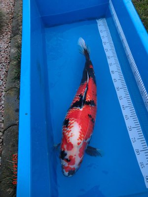 Kanoko-Showa - Isa - Nisai - 67cm - 18.01.2014 - 01.jpg