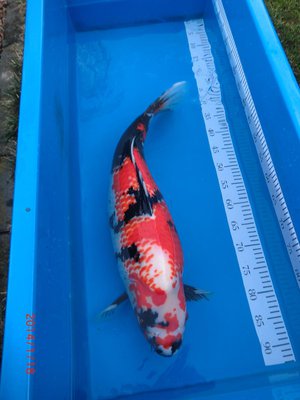 Kanoko-Showa - Isa - Nisai - 67cm - 18.01.2014 - 02.jpg
