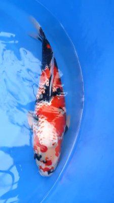 Kanoko Showa - Isa - Nisai - 01.jpg