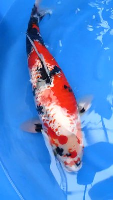 Kanoko Showa - Isa - Nisai - 02.jpg