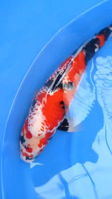 Kanoko Showa - Isa - Nisai - 03.jpg