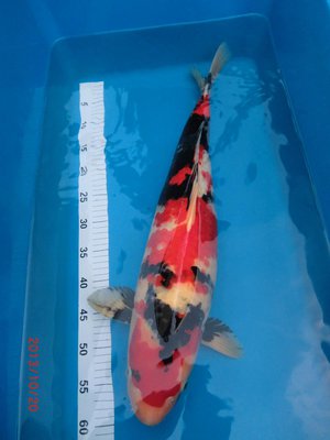 Showa - Yasunaka - 61cm - 01.jpg