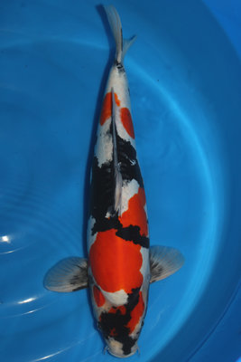 Isa Doitsu Showa 49 cm verkauft.jpg