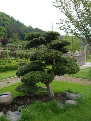 Gartenbonsai (4).JPG