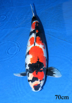 Showa70.jpg
