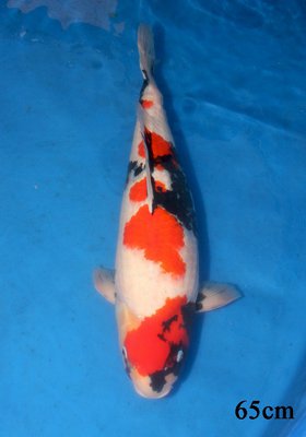 Oomo Kindai Showa 65cm Sansai (448x640).jpg