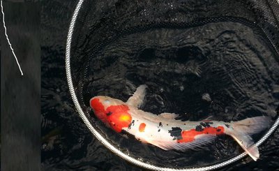 koi.jpg