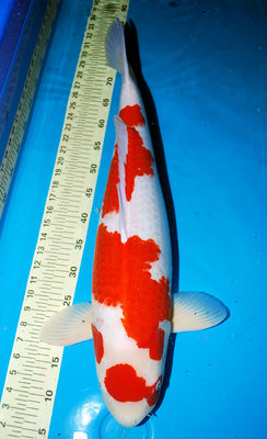 Kohaku - Masuhara - Yonsai - 69cm.JPG