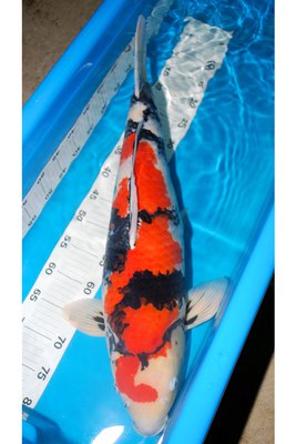 Showa - Dainichi - Sansai - 65cm.jpg