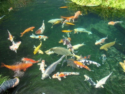 37Koi Teich2.JPG