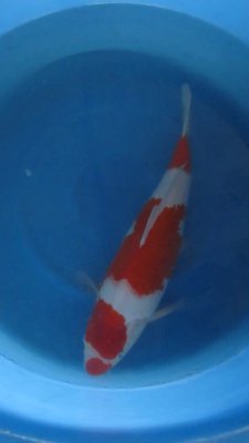 Senuma Kohaku a.jpg