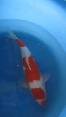 Senuma Kohaku b.jpg