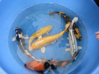 tn_Katsumi (2).jpg