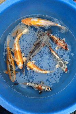 tn_Katsumi (17).JPG