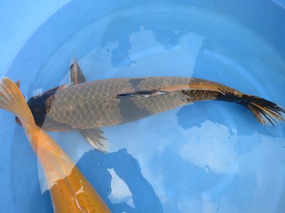 tn_Katsumi (27).jpg