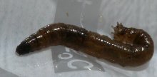 Mückenlarve1.jpg