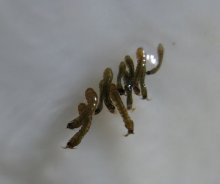 Mückenlarve2.jpg