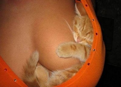 ImageUploadedByTapatalk1396332291.756201.jpg