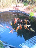 unsere koi im november 2010.jpg