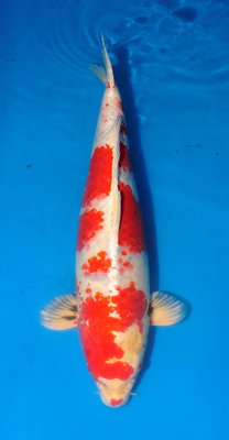 Sakura Hariwake, Tanaka, Sansai, 61cm.jpg