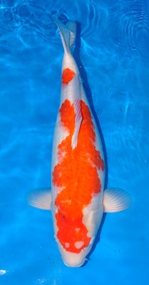 Kohaku, Ogata, 72cm,w,Sansai.jpg