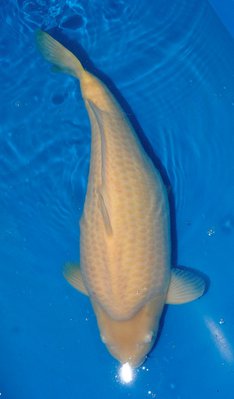 Karashi, Konishi, 65cm, w, Nisai.jpg
