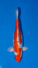 Kikusui, Ogata, m, 38cm,Nisai.jpg