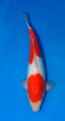 Doits Kohaku, m, 40cm, Ogata, Nisai.jpg