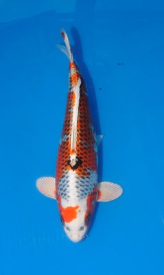 Kujaku, m, Ogata, 38cm, Nisai.jpg