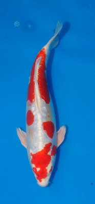 Kikusui, Ogata,m,Nisai,40cm.jpg
