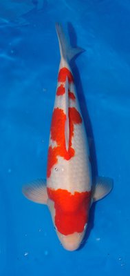 Kohaku, Ogata, 50cm,w,Sansai.jpg