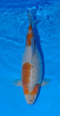 Ochiba Shigure, Ogata, Nisai, w, 48cm.jpg