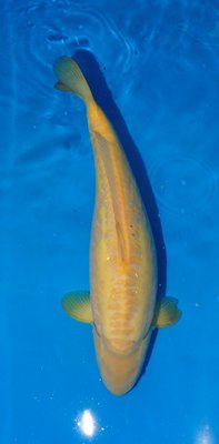 Ginrin Karashi, Marudho, Nisai, 52cm,w.jpg
