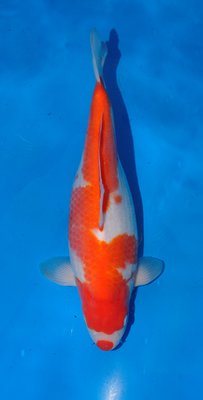 Kohaku, Stups, 40cm,w,Ogata, Nisai.jpg